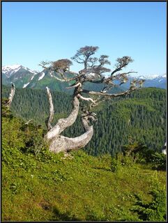 A great tree with what we are guessing is a difficult life weatherwise
