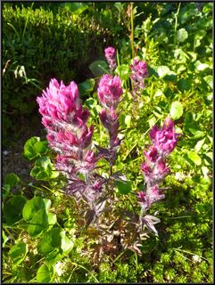 Pretty flower
