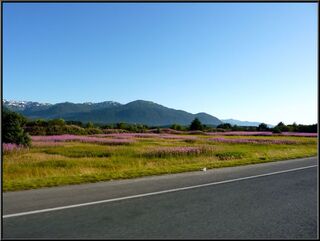 Fireweed on the road to town
