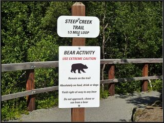 There were around a hundred cruise ship passengers and , oddly, no bears