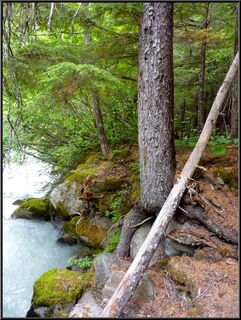 Tree overcoming rock