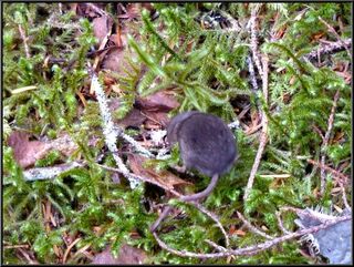 Vole?