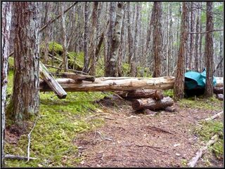 Old telegraph pole on the trail