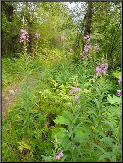 Fireweed