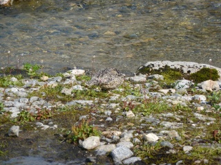 A Ptarmigan mom, there were five chicks around