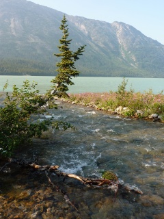 The river along side the campground as it hits Lake Lindeman. Yes, we're sure it has a name...