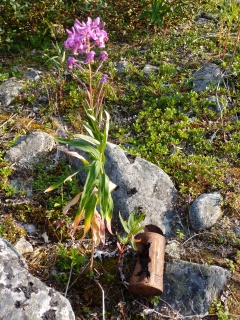 Flowers and artifacts
