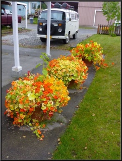 The flowers always seem to do better when we leave...