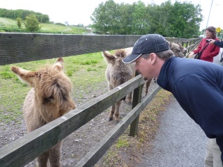 The Donkey family!