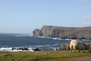 A sheep with a view.