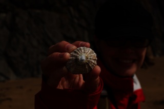 Authentic Irish sea shell.