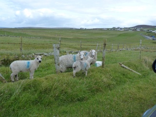 Almost as many sheep as stones. All with a splash of color.
