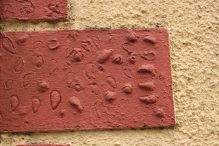 Sea shells in the mortar.