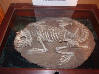 Where there was an actual dinosaur skeleton found in China. Hmmm...
