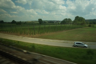 Hops and hops and more hops.