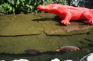 Fish and turtles