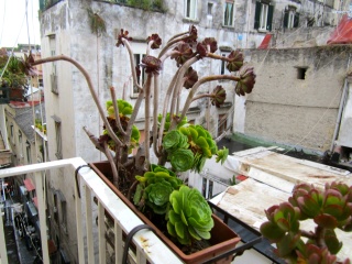 Theresa likes the balcony succulents