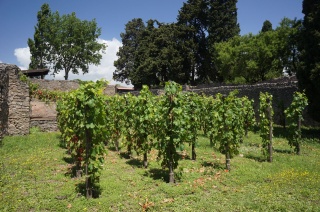 Backyard vineyards