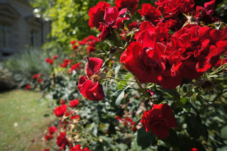Roses