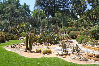 Succulents