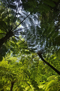 Ferns