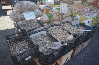 Snails