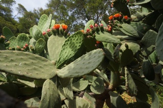 Blooms