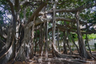 This gigantic ficus is amazing. It drops vines which create support columns for insanely long branches