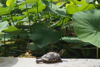 The place was a turtle paradise