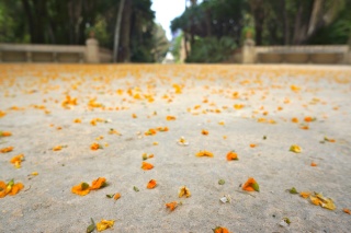 Pretty orange petals on a courtyard