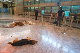 The train station and smart long haired dogs