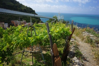 The track for the cool carts they ride up to gather grapes