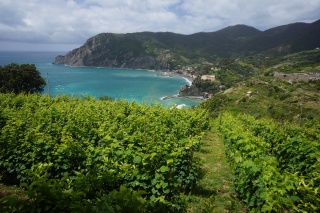 Looking back at Monterosso through the vineyards