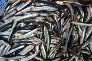 Sardines