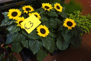 Sunflowers, foreshadowing