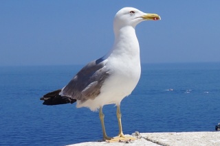 Even the seagulls seem a little rarified