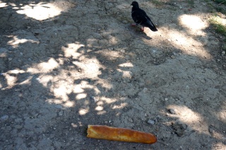 He tried it, didn't care for it. In France birds are baguette choosy