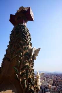 The back of the Cyprus tree, way up