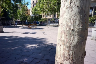 Love the bark on whatever the predominant tree in downtown Madrid is