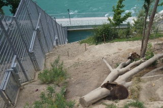 The BarenPark. New, as a result of concerns that keeping bears in a pit was unkind