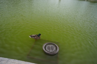 Le quack