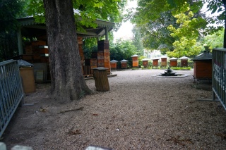 The bee hives