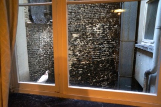 The view out our bedroom window, with one of our pigeons