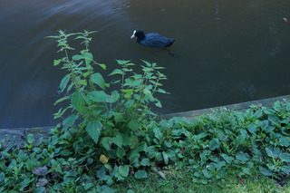 There are a lot of these around. Look like ducks, actually Eurasian Coot