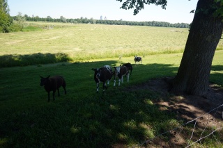 Goats, sensing Theresa's empathy