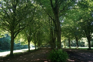 ...and tree lined trails. Pretty amazing space just outside of Amsterdam