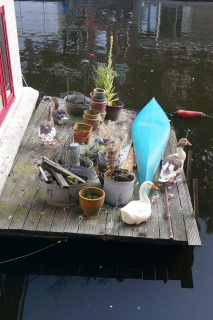 Geese on a deck