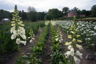 Pretty white flowers we don't know the name of