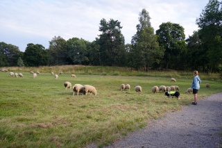 Working sheep dogs, they were cool to watch