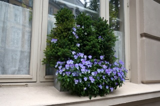 We like the evergreen flower box